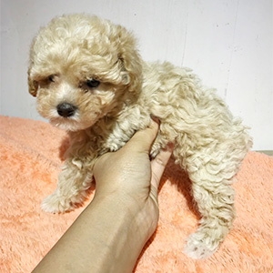 タイニープードルのクリームの男の子|2025年3月19日生まれ|No.10689|画像0枚目