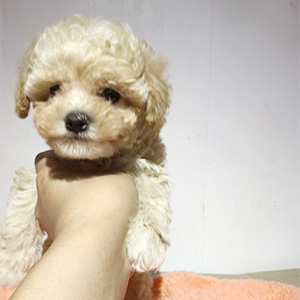 タイニープードルのクリームの男の子|2025年3月19日生まれ|No.10689|画像1枚目