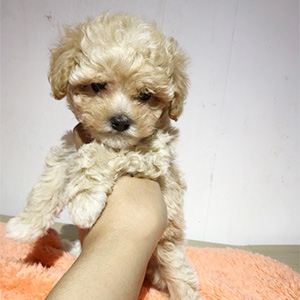 タイニープードルのクリームの男の子|2025年3月19日生まれ|No.10689|画像2枚目