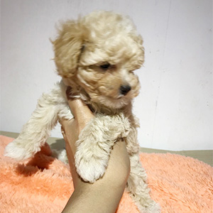 タイニープードルのクリームの男の子|2025年3月19日生まれ|No.10689|画像3枚目