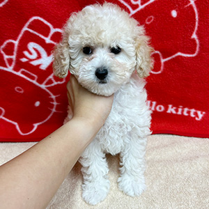 タイニープードルのクリームの男の子|2025年8月20日生まれ|No.10915|画像0枚目