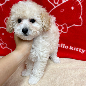 タイニープードルのクリームの男の子|2025年8月20日生まれ|No.10915|画像1枚目