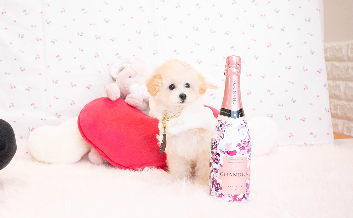 タイニープードルのクリームの女の子|2025年8月3日生まれ|No.10921|画像3枚目