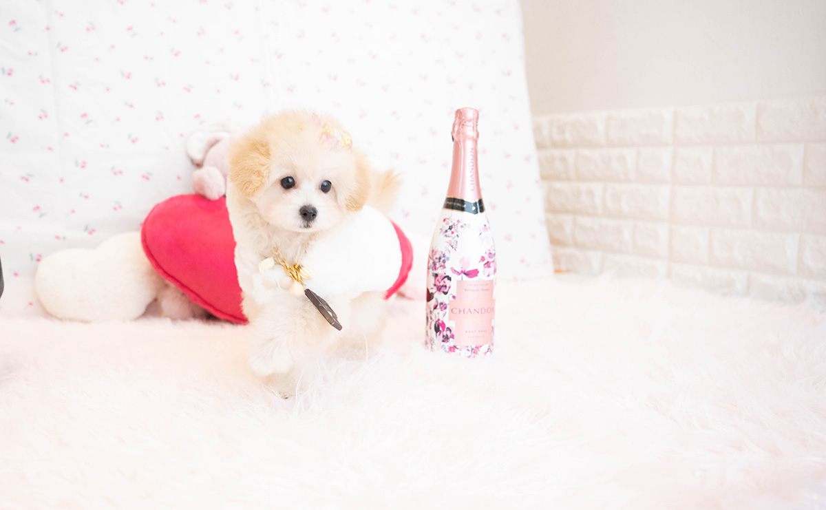 タイニープードルのクリームの女の子|2025年8月3日生まれ|No.10921|画像5枚目