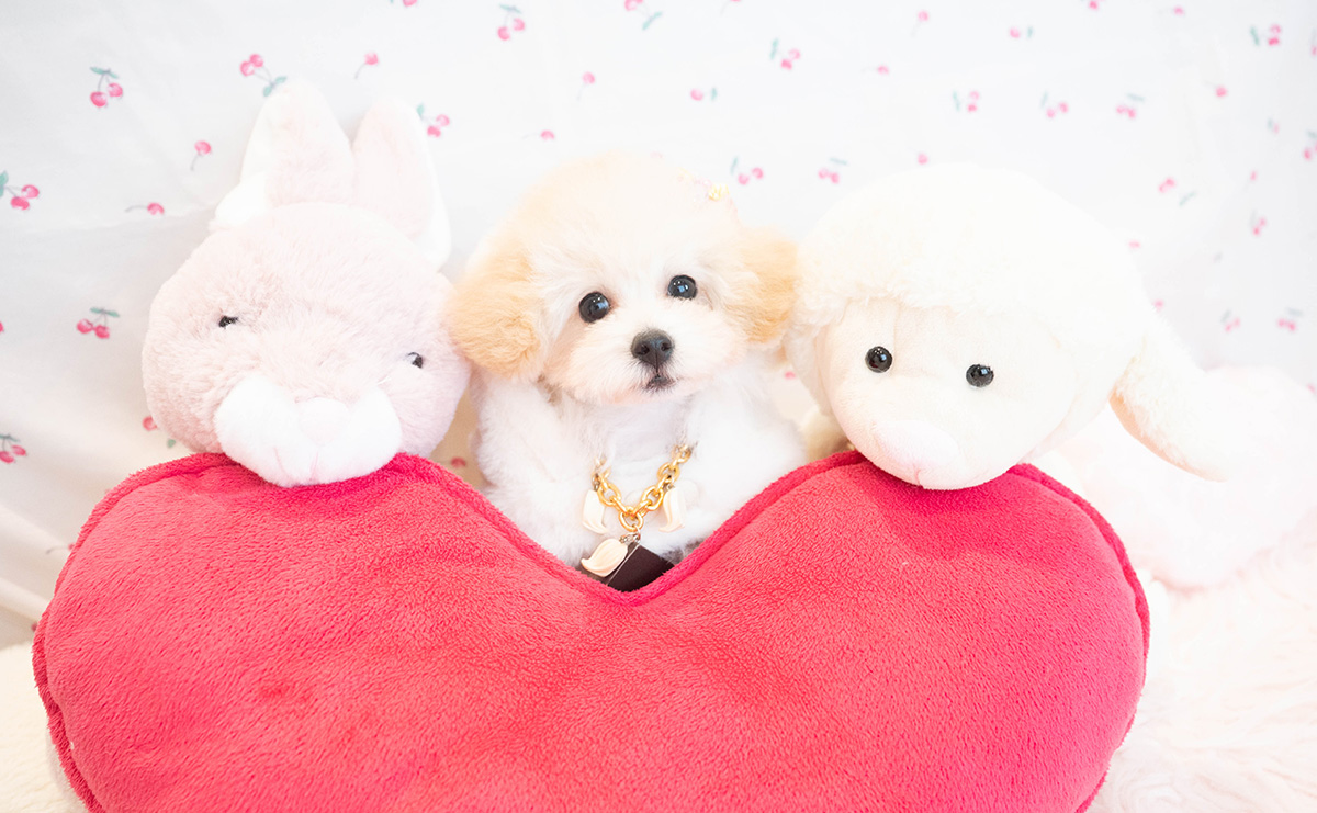 タイニープードルのクリームの女の子|2025年8月3日生まれ|No.10921|画像1枚目