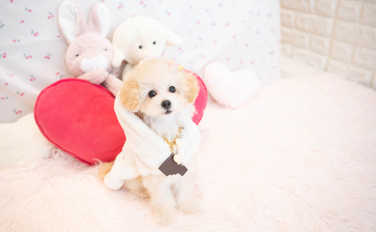 タイニープードルのクリームの女の子|2025年8月3日生まれ|No.10921|画像0枚目