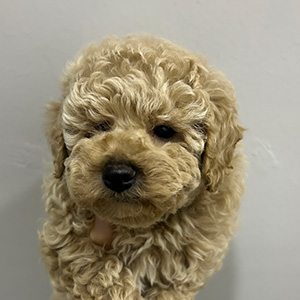 トイプードルのクリームの女の子|2025年9月30日生まれ|No.10962|画像0枚目