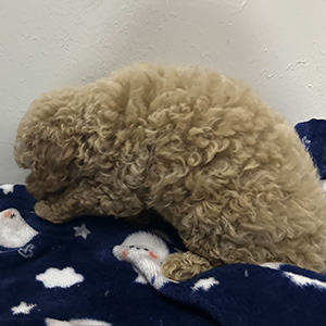 トイプードルのクリームの女の子|2025年9月30日生まれ|No.10962|画像1枚目