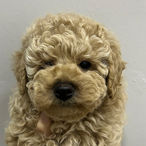 トイプードルのクリームの女の子|2025年9月30日生まれ|No.10962|画像2枚目