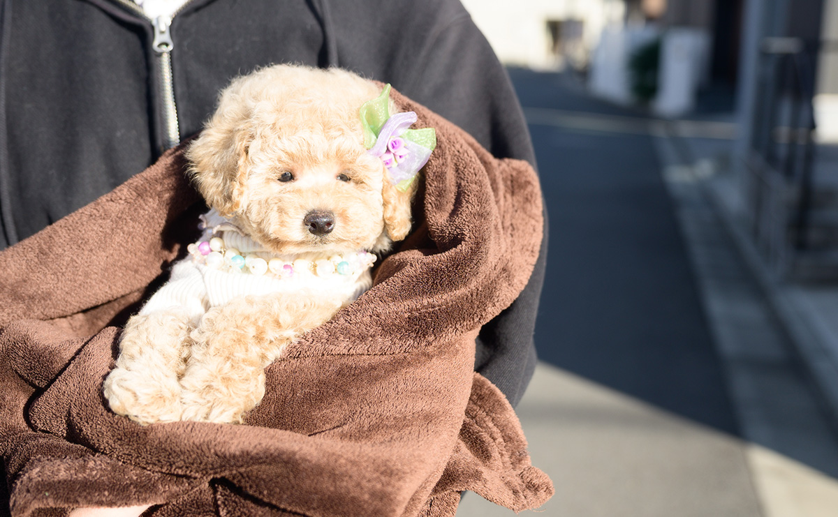 トイプードルのクリームの女の子|2025年10月2日生まれ|No.10968|画像0枚目