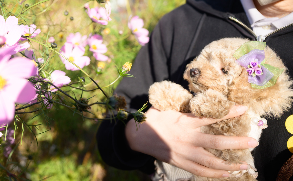 トイプードルのクリームの女の子|2025年10月2日生まれ|No.10968|画像2枚目