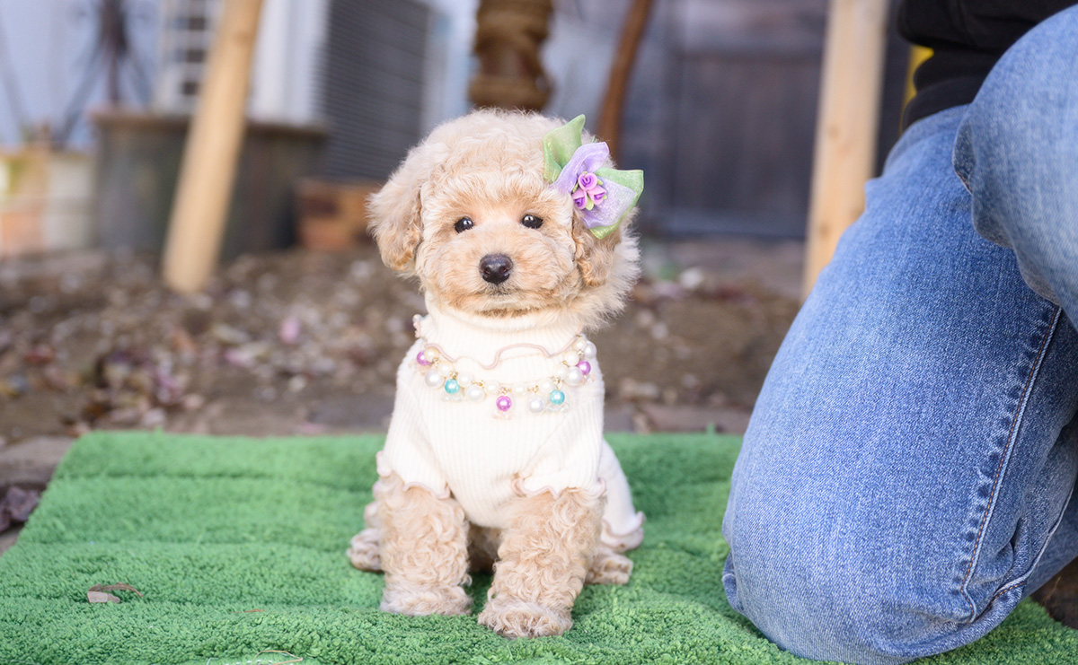 トイプードルのクリームの女の子|2025年10月2日生まれ|No.10968|画像3枚目