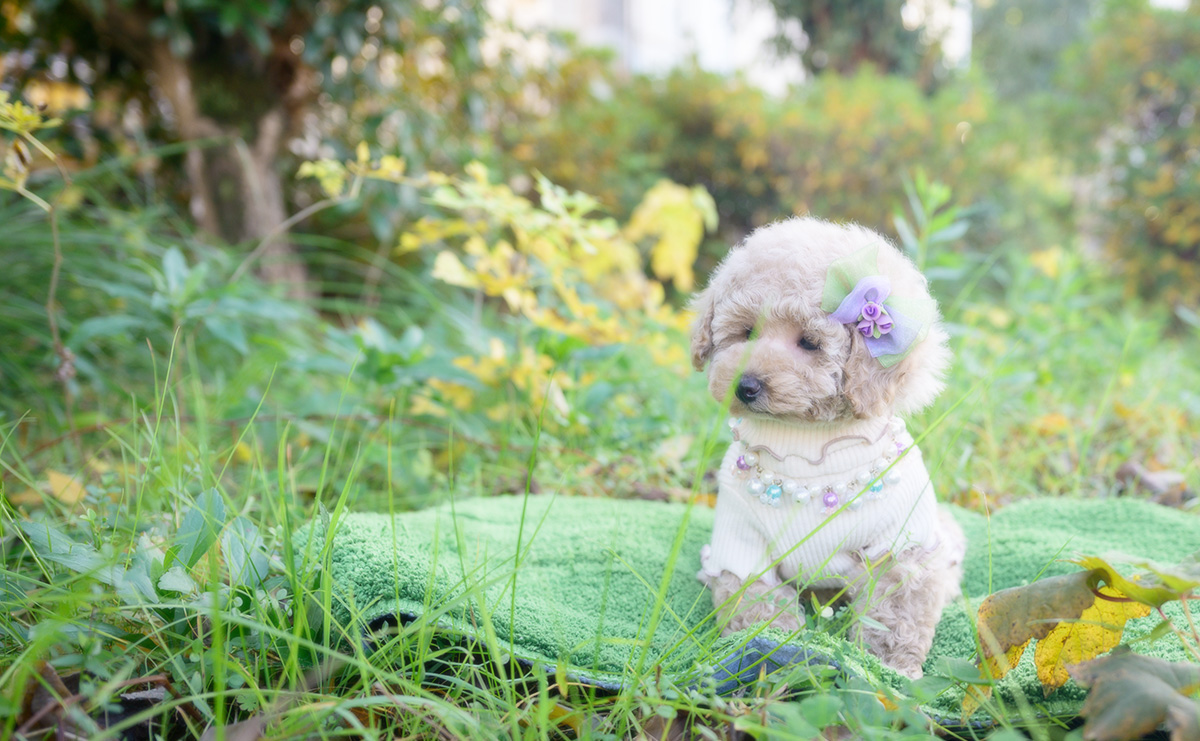トイプードルのクリームの女の子|2025年10月2日生まれ|No.10968|画像4枚目