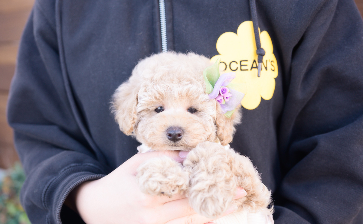 トイプードルのクリームの女の子|2025年10月2日生まれ|No.10968|画像5枚目