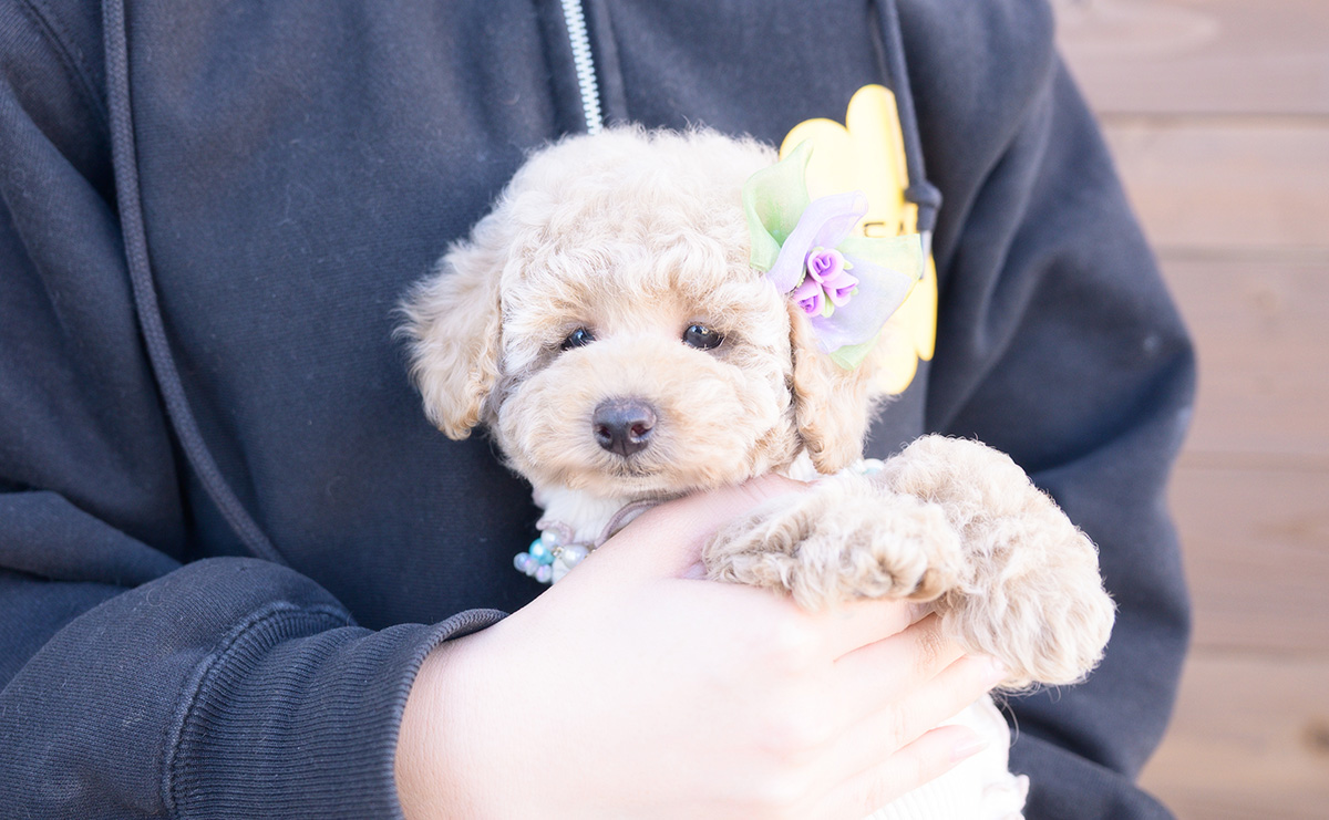 トイプードルのクリームの女の子|2025年10月2日生まれ|No.10968|画像7枚目