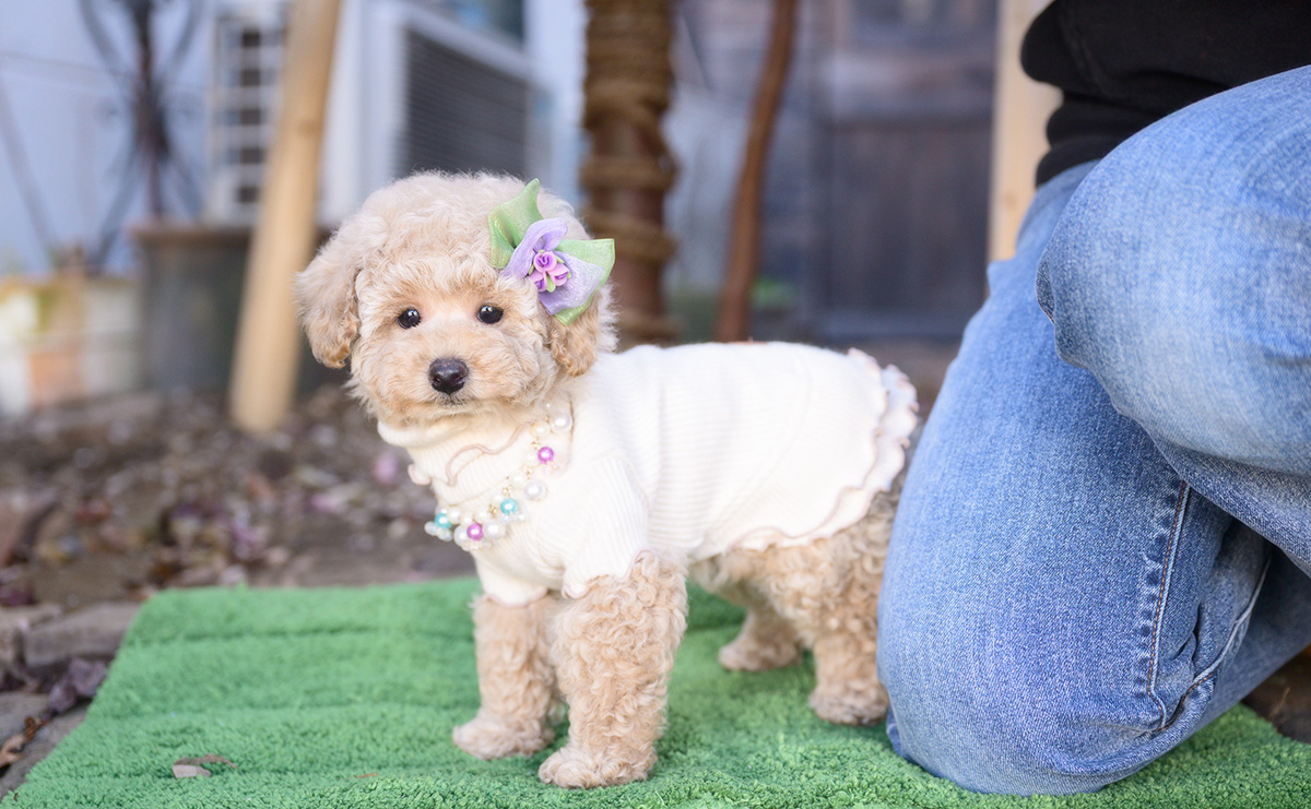 トイプードルのクリームの女の子|2025年10月2日生まれ|No.10968|画像8枚目