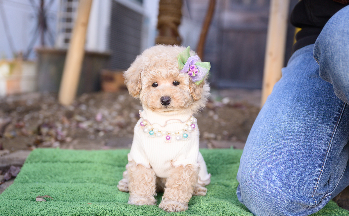 トイプードルのクリームの女の子|2025年10月2日生まれ|No.10968|画像9枚目