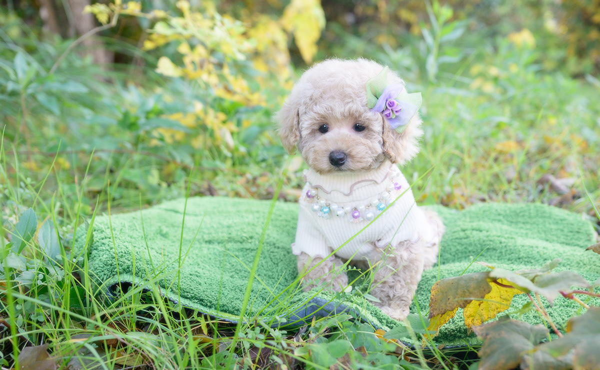 トイプードルのクリームの女の子|2025年10月2日生まれ|No.10968|画像10枚目