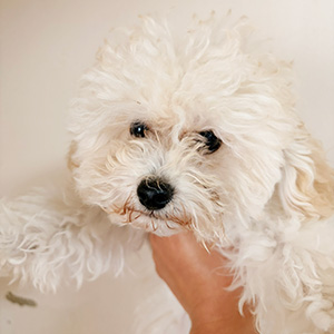 タイニープードルのクリームの男の子|2025年8月28日生まれ|No.11008|画像0枚目