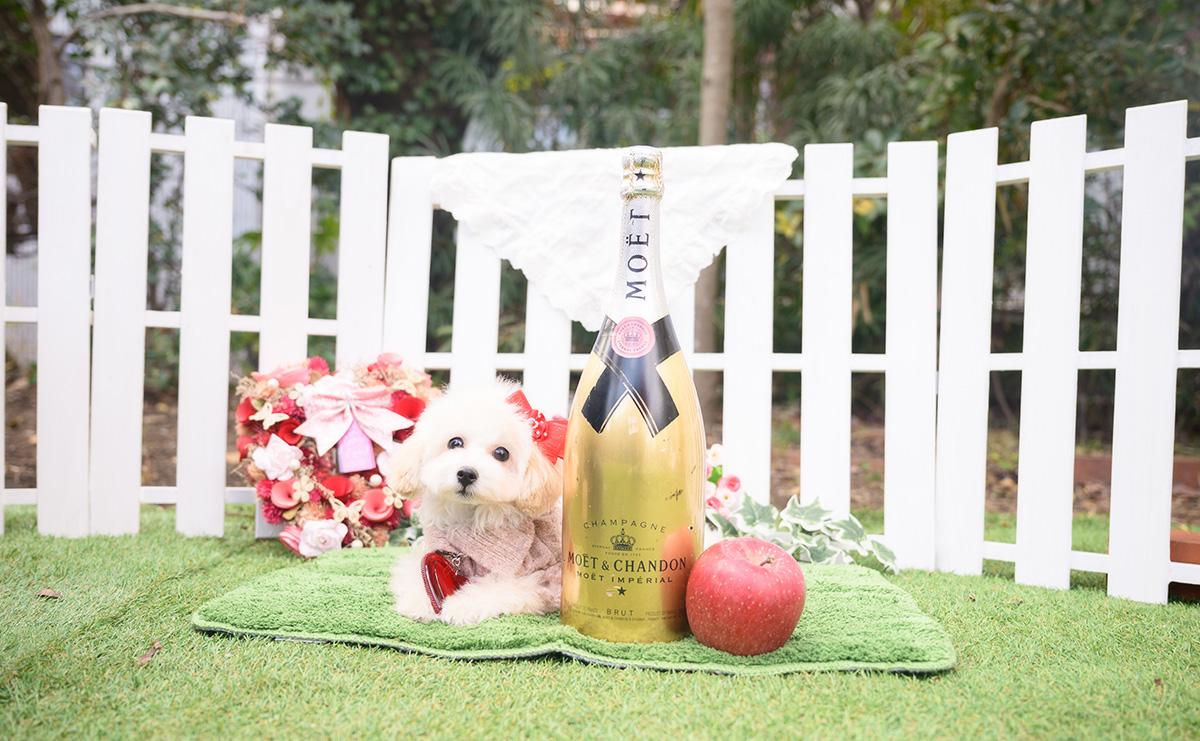 タイニープードルのクリームの女の子|2025年8月1日生まれ|No.11014|画像0枚目