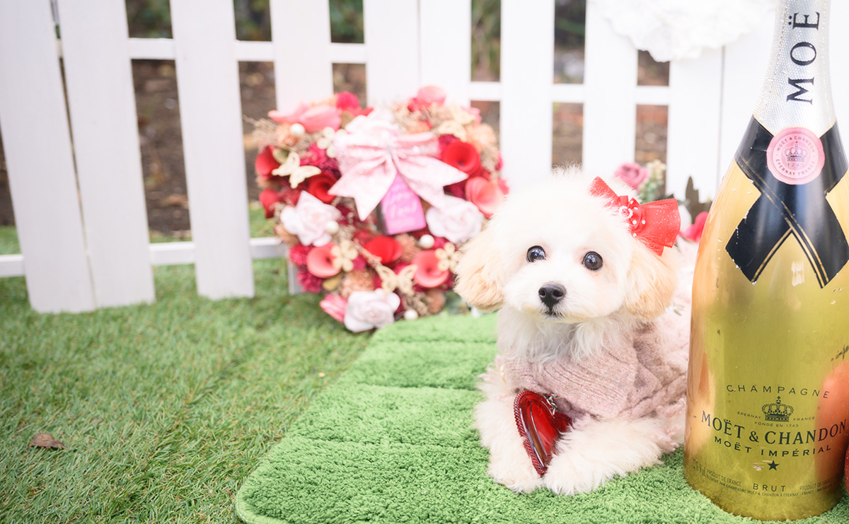 タイニープードルのクリームの女の子|2025年8月1日生まれ|No.11014|画像2枚目