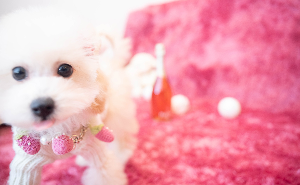 タイニープードルのクリームの女の子|2025年10月30日生まれ|No.11064|画像1枚目