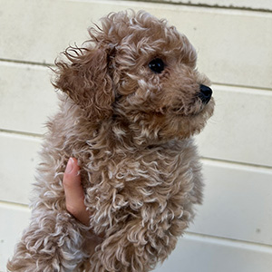 タイニープードルのクリームの女の子|2025年11月9日生まれ|No.11052|画像1枚目