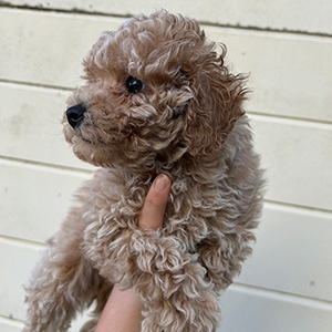 タイニープードルのクリームの女の子|2025年11月9日生まれ|No.11052|画像2枚目