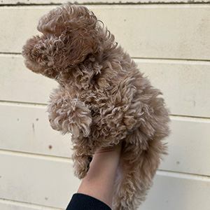 タイニープードルのクリームの女の子|2025年11月9日生まれ|No.11052|画像3枚目