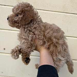 タイニープードルのクリームの女の子|2025年11月9日生まれ|No.11052|画像4枚目