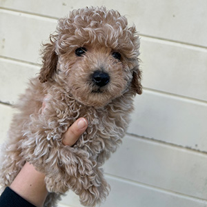 タイニープードルのクリームの女の子|2025年11月9日生まれ|No.11052|画像0枚目