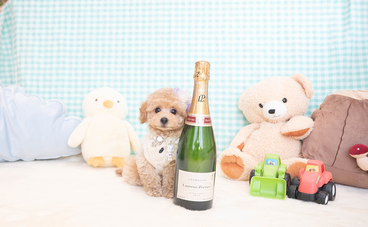 トイプードルのクリームの男の子|2025年11月12日生まれ|No.11051|画像1枚目