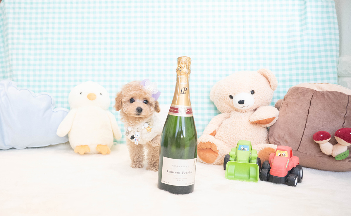 トイプードルのクリームの男の子|2025年11月12日生まれ|No.11051|画像2枚目