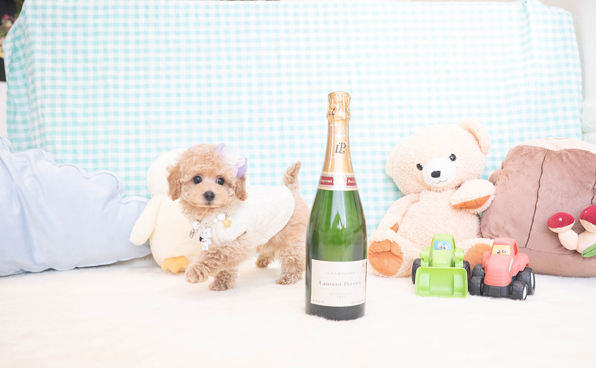 トイプードルのクリームの男の子|2025年11月12日生まれ|No.11051|画像3枚目