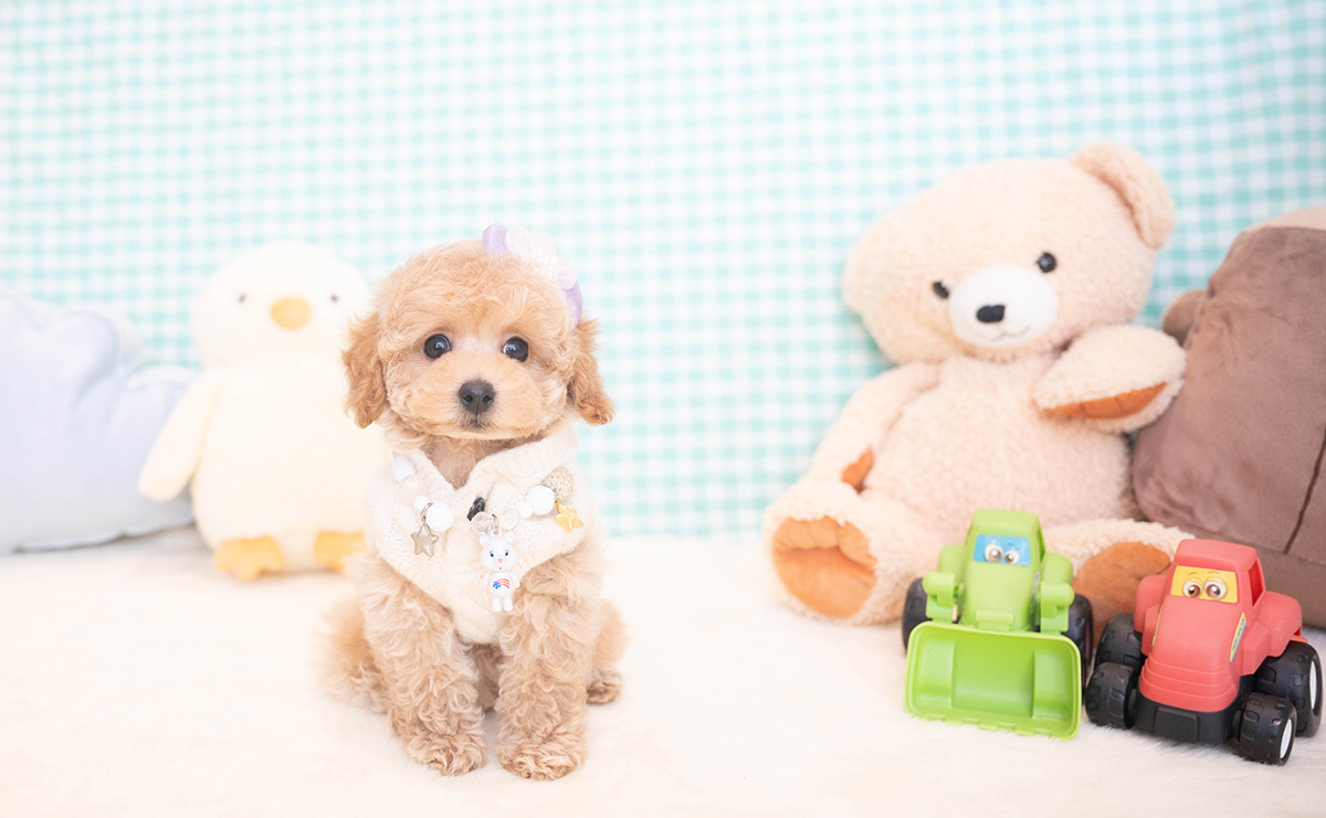 トイプードルのクリームの男の子|2025年11月12日生まれ|No.11051|画像4枚目