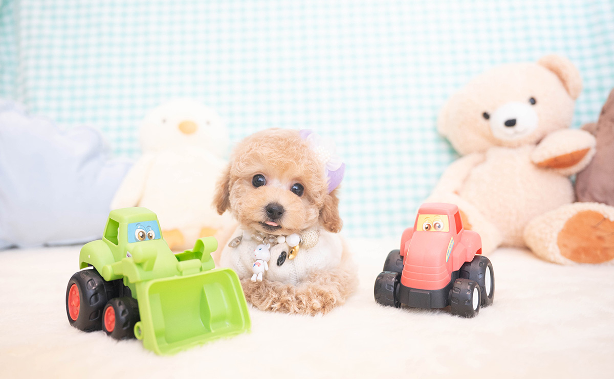 トイプードルのクリームの男の子|2025年11月12日生まれ|No.11051|画像5枚目