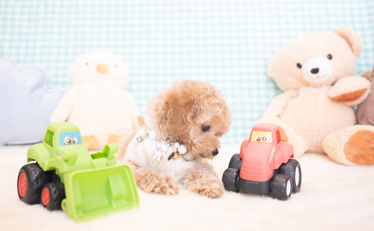 トイプードルのクリームの男の子|2025年11月12日生まれ|No.11051|画像6枚目