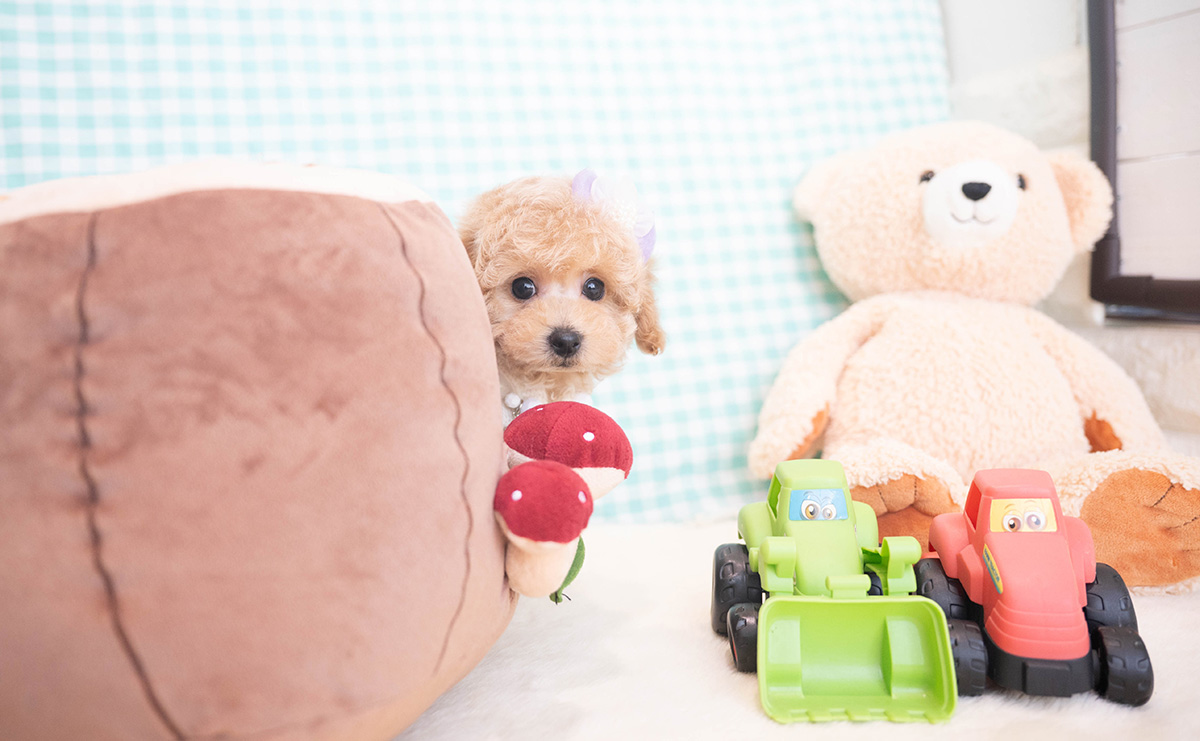 トイプードルのクリームの男の子|2025年11月12日生まれ|No.11051|画像8枚目