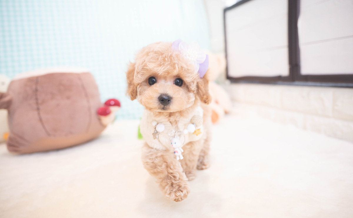 トイプードルのクリームの男の子|2025年11月12日生まれ|No.11051|画像0枚目