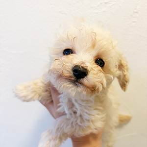 タイニープードルのクリームの男の子|2025年12月15日生まれ|No.11093|画像0枚目