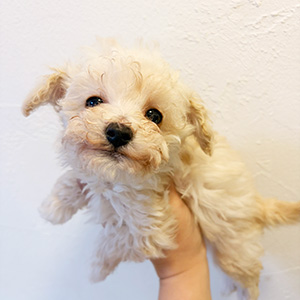 タイニープードルのクリームの男の子|2025年12月15日生まれ|No.11093|画像1枚目