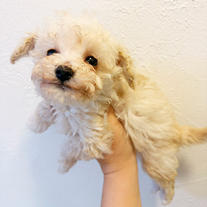 タイニープードルのクリームの男の子|2025年12月15日生まれ|No.11093|画像2枚目