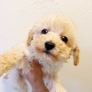 トイプードルのクリームの男の子|2025年12月15日生まれ|No.11095|画像0枚目