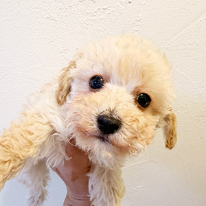 トイプードルのクリームの男の子|2025年12月15日生まれ|No.11095|画像1枚目