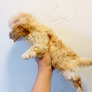 トイプードルのクリームの男の子|2025年12月15日生まれ|No.11095|画像2枚目