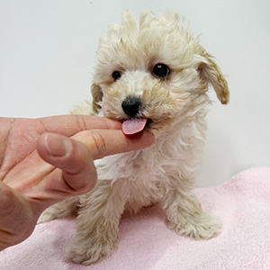 トイプードルのクリームの男の子|2025年12月7日生まれ|No.11084|画像0枚目