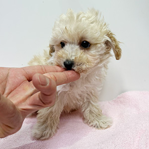 トイプードルのクリームの男の子|2025年12月7日生まれ|No.11084|画像1枚目