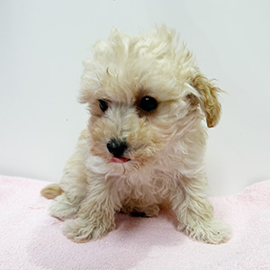 トイプードルのクリームの男の子|2025年12月7日生まれ|No.11084|画像2枚目
