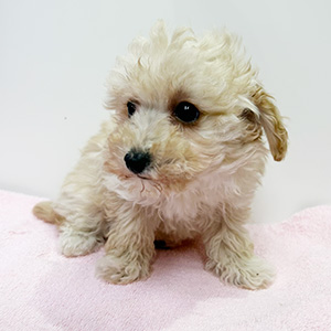 トイプードルのクリームの男の子|2025年12月7日生まれ|No.11084|画像3枚目