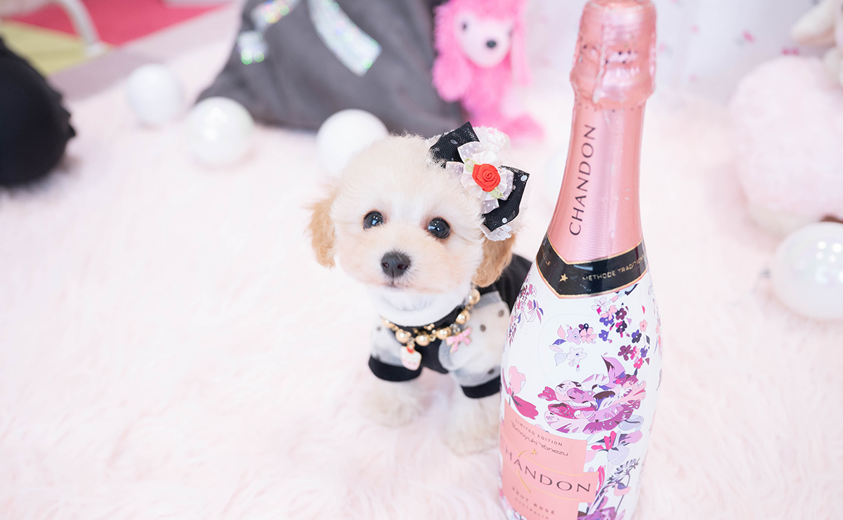 タイニープードルのクリームの女の子|2025年11月29日生まれ|No.11072|画像1枚目